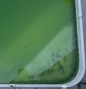 recuperar agua verde piscina